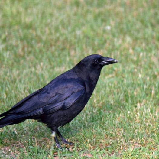 Locator Calling with Preston Pittman Turkey Hunting University