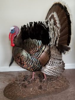 Taxidermy